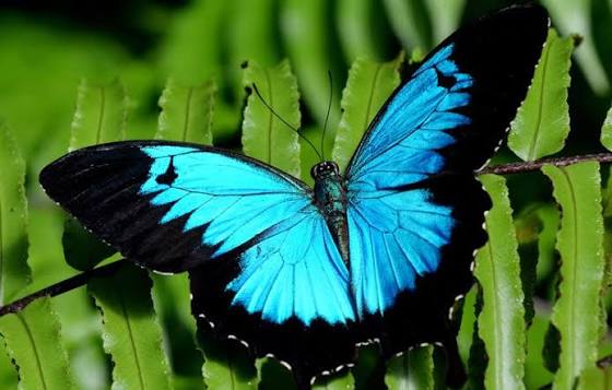 Blue Morpho