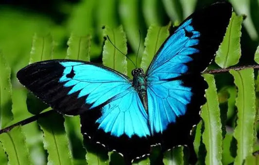 Blue Morpho Bluewing Roasters