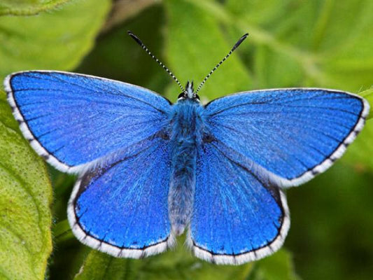 Common Blue